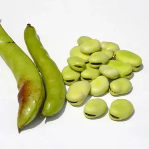 Fèves(kg) - فول