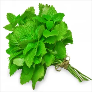 Menthe(Botte) - نعناع
